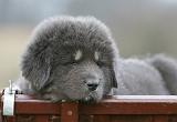 DOGUE DU TIBET 705